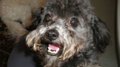 Family Dog Disappears from Groomer's