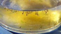County Begins Spraying to Battle West Nile Virus
