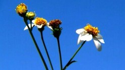 Allergy Season Survival