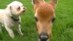 Cute Puppy and Fawn Friendship
