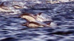Caught On Cam: Dolphin Stampede