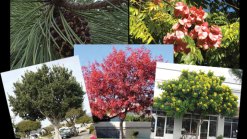 Vote for Oceanside's Official Tree(s)