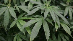 Legal Pot Sparks Push for Health, Safety Rules