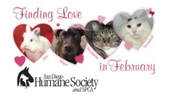 Find Your Love this February!