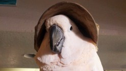 Police Search for Pet Snatched from Owner’s Lap