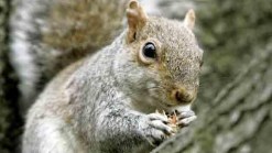 Campground Squirrel Tests Positive for Plague