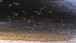 Just a Cool Clip of Bees