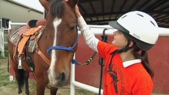 Abandoned Ponies Bringing Comfort to the Disabled