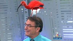 Tropical Bird Goes Wild in Studio