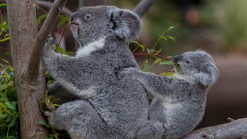 Koalas Settle Into New Home at Zoo