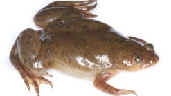 Diseased Frogs Discovered in San Diego