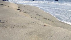 Where Is San Diego's Sand Going?