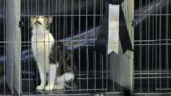 Blind Shelter Cat Wins Big