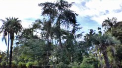Balboa Park Tree Too Old for Lights: City