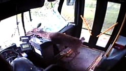 Deer Crashes Through Bus Windshield, Walks Out Door