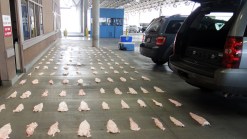 Man Admits to Smuggling Endangered Fish Parts