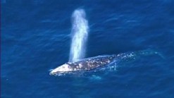 Marine Mammals Dodge Potentially Harmful Seismic Tests