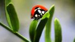 Stepping Out: Ladybug Day