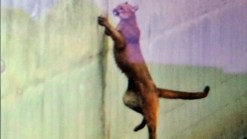 Mountain Lion Trapped in Downtown Santa Cruz Aqueduct