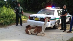 Deputies Tase, Capture Runaway Llama