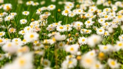Cemetery for Green-Friendly Burials
