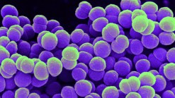 Kindergartner May Have Bacterial Meningitis: Carlsbad