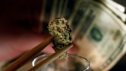 Pot Tourism Begins