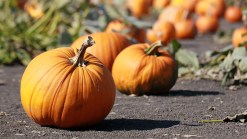 Fun Fall Weekend Events