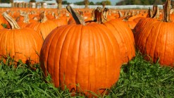 Things to Do in October in San Diego