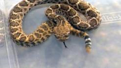 Rattlesnake Vaccine for Pets