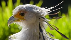 Zoo to Build New Breeding Center for Endangered Animals