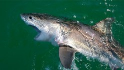 Great White Sharks Could Be Declared Endangered