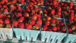 Week's Worth of Farmers Markets