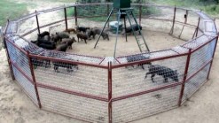 Outsmarting Feral Hogs With Smartphones