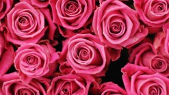 San Diego Valentine's Day Events