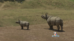 Rhinos Facing Dangerous Times