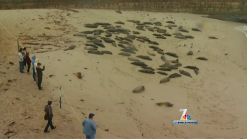 Fact Check: Seal Camera