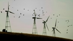 Killer Windmills: Wind Energy Leaves Trail of Dead Eagles