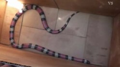 Snake Surprises Driver