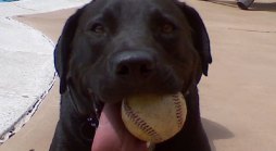 Dog Days of Summer