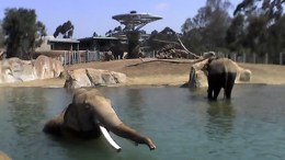 An Elephant Exhibit You'll Never Forget