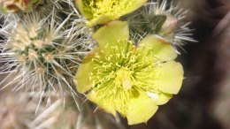 DESERTFLOWERS3514