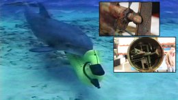 Navy Dolphins Uncover Rare Torpedo