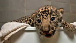 San Diego Zoo Welcomes Jaguar Cubs
