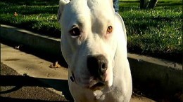 The Pit Bull Debate: Safe or Dangerous?