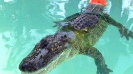 Alligator Gets a New Tail