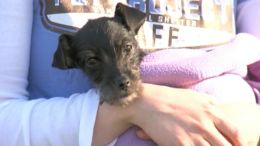 Puppy Survives Weeks Locked in Car