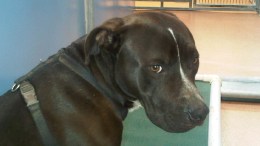 Dog Bit "Chunks" Off Man's Arm: Father