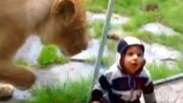 Lion Swipes at 1-Year-Old Boy
