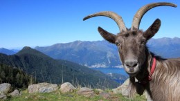 Study: Goats Can Have "Accents"